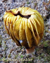 Deformed mushroom seen near Trongsa
