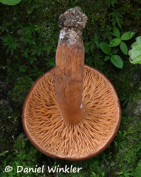 Lactifluus (=Lactarius) volemus gills. LOcals in Zhemgang appreciate this mushrooms as a good edible mushroom.