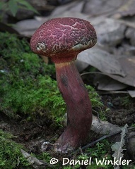 Boletellus emodensis found in oak forest above Tingtibi in 1300m.