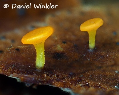 A very tiny yellow asco growing on a leaf near Tingtibi. The woods were full of these fungi.