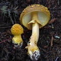 Amanita sp. looking a lot like the North American PNW A. augusta, Tangsibi
