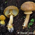 An Amanita that looks very similar to A. augusta from the Pacific NW in North America growing above Tangsibi  in 3500m.