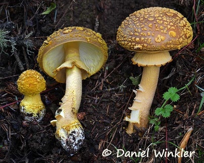 An Amanita that looks very similar to A. augusta from the Pacific NW in North America growing above Tangsibi  in 3500m.