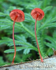 red Mycena in Tingtibi seems a common mushroom in oak forests.
