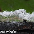 What looks like a frozen forest is the minute minute Ceratiomyxa fruticulosa var. arbuscula. Seen below  Trongsa .