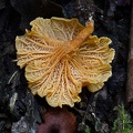 Cantharellus sp. hymenium found in Pauna's oak forest.