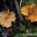 Cantharellus sp. fruiting in Pauna's Quercus humboldtii forest