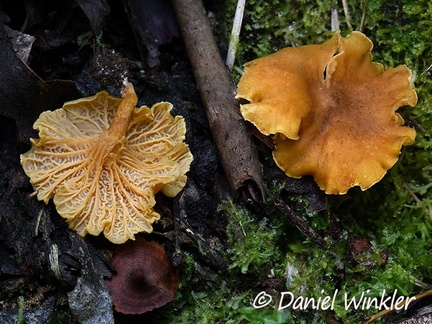 Cantharellus sp. fruiting in Pauna's Quercus humboldtii forest