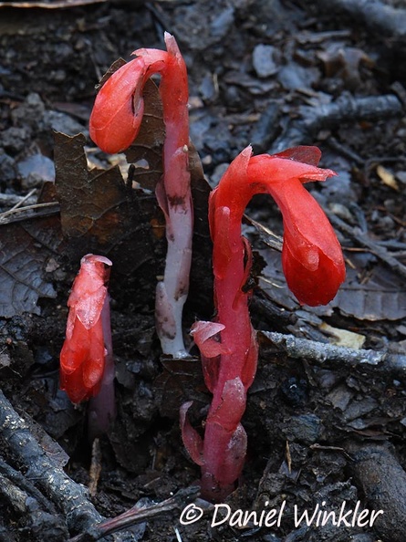 Monotropa sp. or maybe a red variety of M. uniflora, a mycoheterotroph plant that gets its nutrients from a fungi growing in Pauna, Colombia