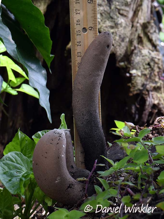 Gigantic Xylaria, possibly X. telfairii, with measuring stick showing 15cm fruiting bodies