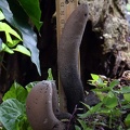 Gigantic Xylaria, possibly X. telfairii, with measuring stick showing 15cm fruiting bodies