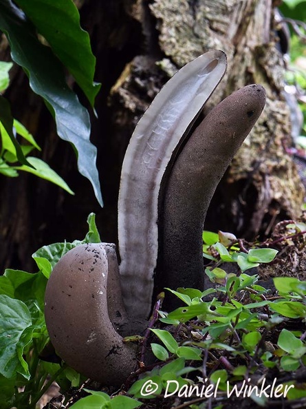 Xylaria giants sliced open to show the inner workings, which would be hollow when fully mature.. 