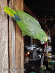 Pet parrot living in Pauna