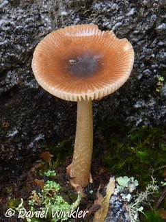 An Amanita, maybe A. fuligineodisca seen in Pauna