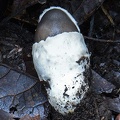 Excavated "egg" of very young Amanita vaginata seen in Pauna