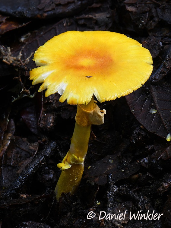 Amanita sp. with impressive yellow cap, stipe and annulus.