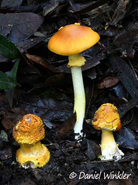Amanita flavoconica in 3 stages in Chauna