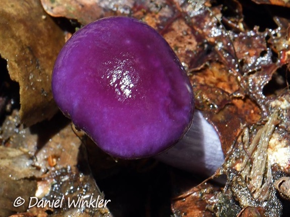 A Cortinarius sp. with a purple viscid cap seen in Chauna