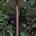 Looking and the snake skin stem, big ring and gills of Macrlepiota colombiana in Chauna