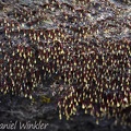 Physarella oblonga slime mold patch 