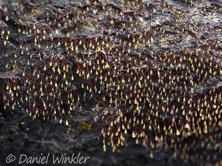 Physarella oblonga slime mold patch 