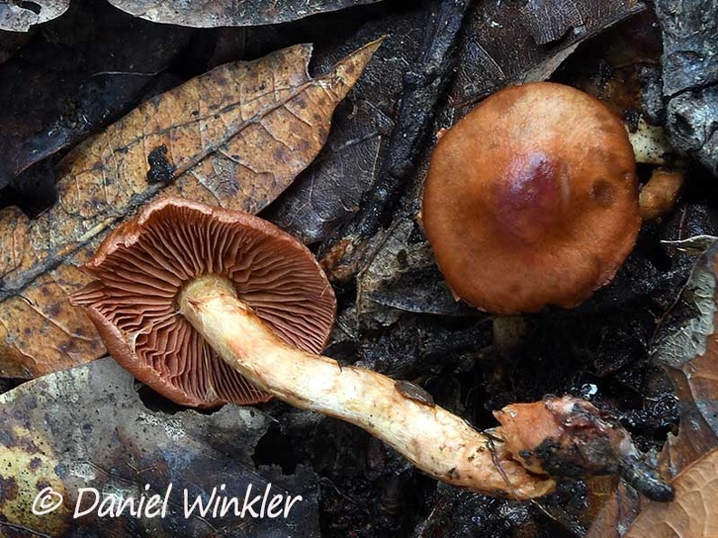 A small Cortinarius sp with salmon brown gills seen in Chauna