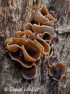 Probably a Peziza sp., a saprophytic cup fungi growing on decayed wood in Chauna
