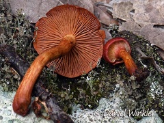 Cortinarius sp, mostly brown when mature but more red when young, check out this cortina. Seen in Chauna