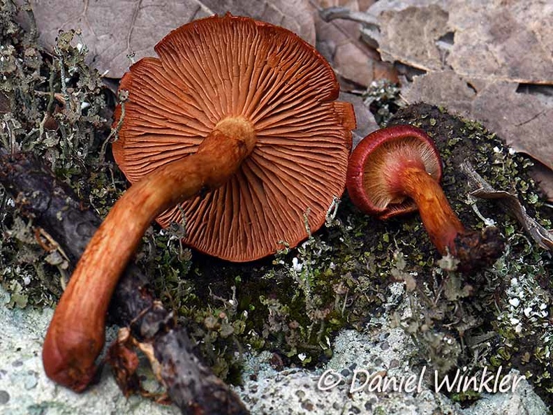 Cortinarius sp, mostly brown when mature but more red when young, check out this cortina. Seen in Chauna