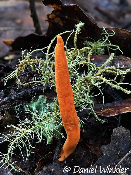 Stroma of Ophiocordyceps melolonthae group in situ lichen 