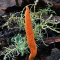 Stroma of Ophiocordyceps melolonthae group in situ lichen 