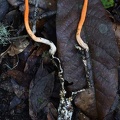 Ophiocordyceps melolonthae group exposed