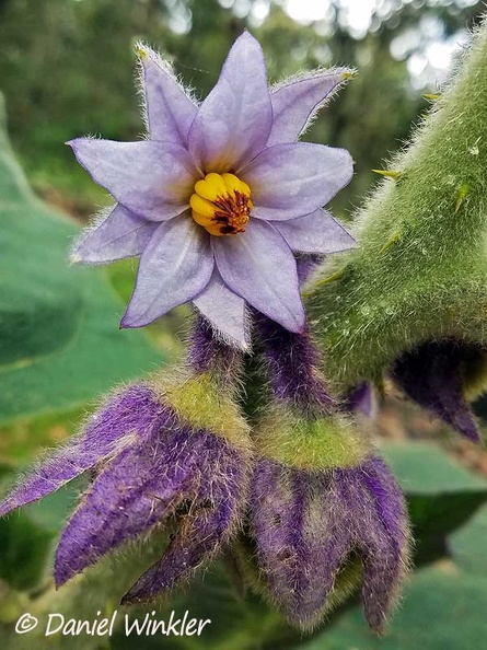 Solanum quitoense Lulu flower DW Ms.jpg