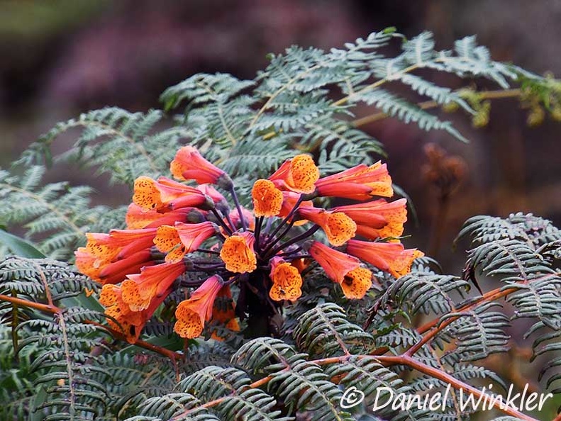 Bomarea crassifolia, a beautiful, huge winding Alstroemeriaceae common in the cloud forest, growing in a fern.