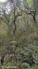 Oak forest near Villa de Leyva