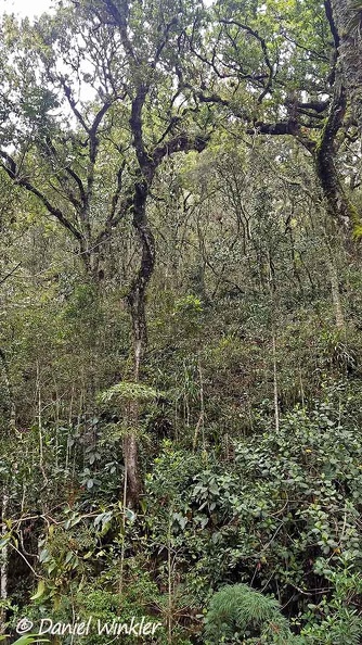Oak forest Villa de Leyva DW Ms.jpg