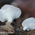 An oyster mushroom, Pleurotus sp. growing in Rio Claro
