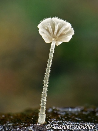 A white minute Marasmius growing out of a branch in Rio Claro