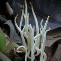 A white non-branched / simple Clavaria or Clavulinopsis growing in Rio Claro