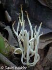A white non-branched / simple Clavaria or Clavulinopsis growing in Rio Claro