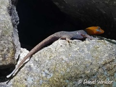 Lizard with blue cheek and orange head seen in Rio Claro, Antioquia