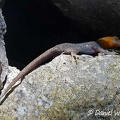 Lizard with blue cheek and orange head seen in Rio Claro, Antioquia