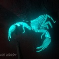 A scorpion seen in UV light in Rio Claro, which is known for its 3 endemic scorpion species