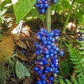 caulifloric blue berried Miconia septuplinervia growing in Rio Claro.