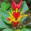 Red and yellow flower growing in Rio Claro