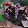 Auricularia, maybe A. nigricans (formerly A. polytricha) seen near Mocoa 