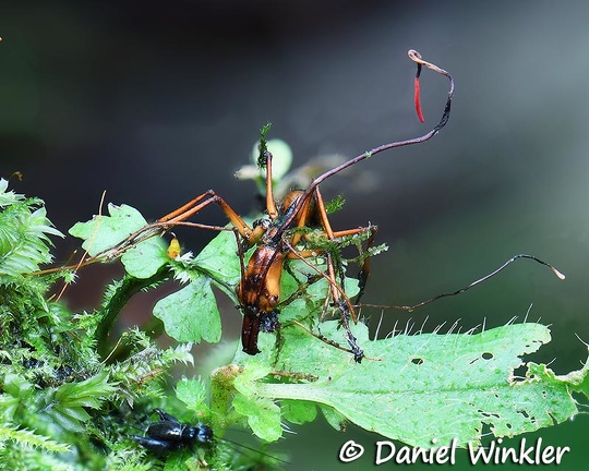Ophiocordyceps on odontomachus ant seen in Isla Escondida