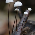 Marasmius candidus growing in Mocoa