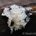 Tremella fuciformes  growing out of a banch in Mocoa 