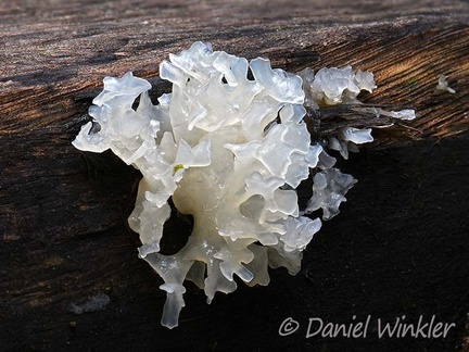 Tremella fuciformes  growing out of a banch in Mocoa 
